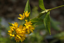 Lysimachia vulgaris Grote wederik bestellen